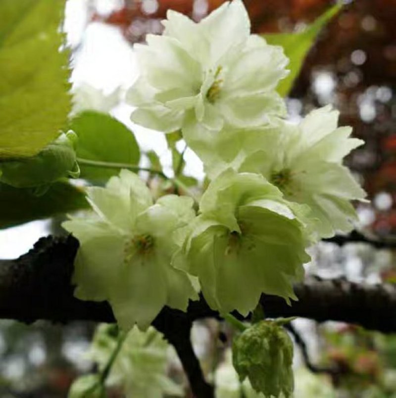 樱花苗日本樱花树苗嫁接早樱晚樱树苗盆栽地栽樱花苗绿化苗