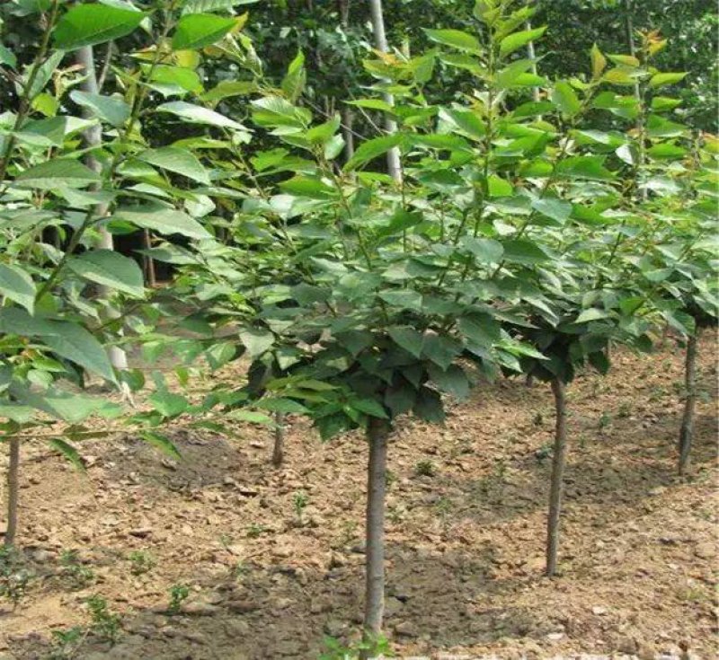 樱花苗日本樱花树苗嫁接早樱晚樱树苗盆栽地栽樱花苗绿化苗