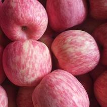 山东苹果大量上市货源充足《红富士，》支持全国发货。