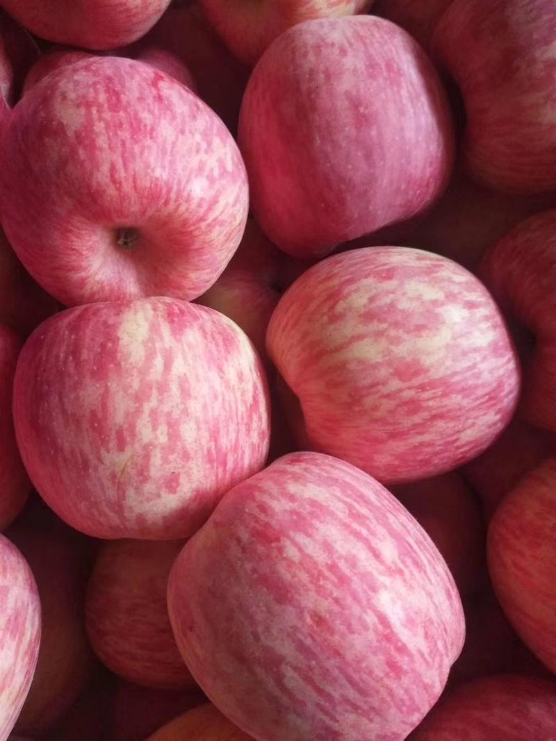 山东苹果大量上市货源充足《红富士，》支持全国发货。