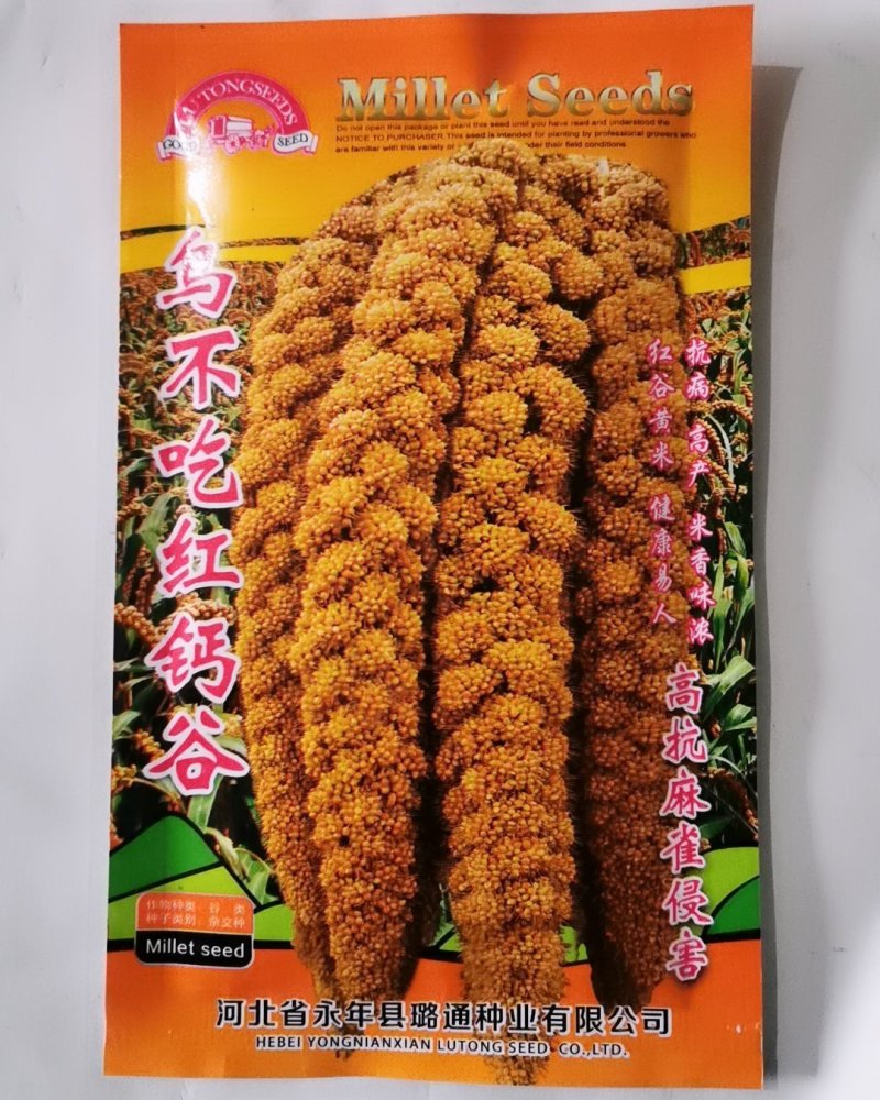 高产抗鸟鸟不吃红钙谷150克谷子种子红谷黄米种子批发