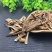石刁柏芦笋中药批发零售中药材中药专营