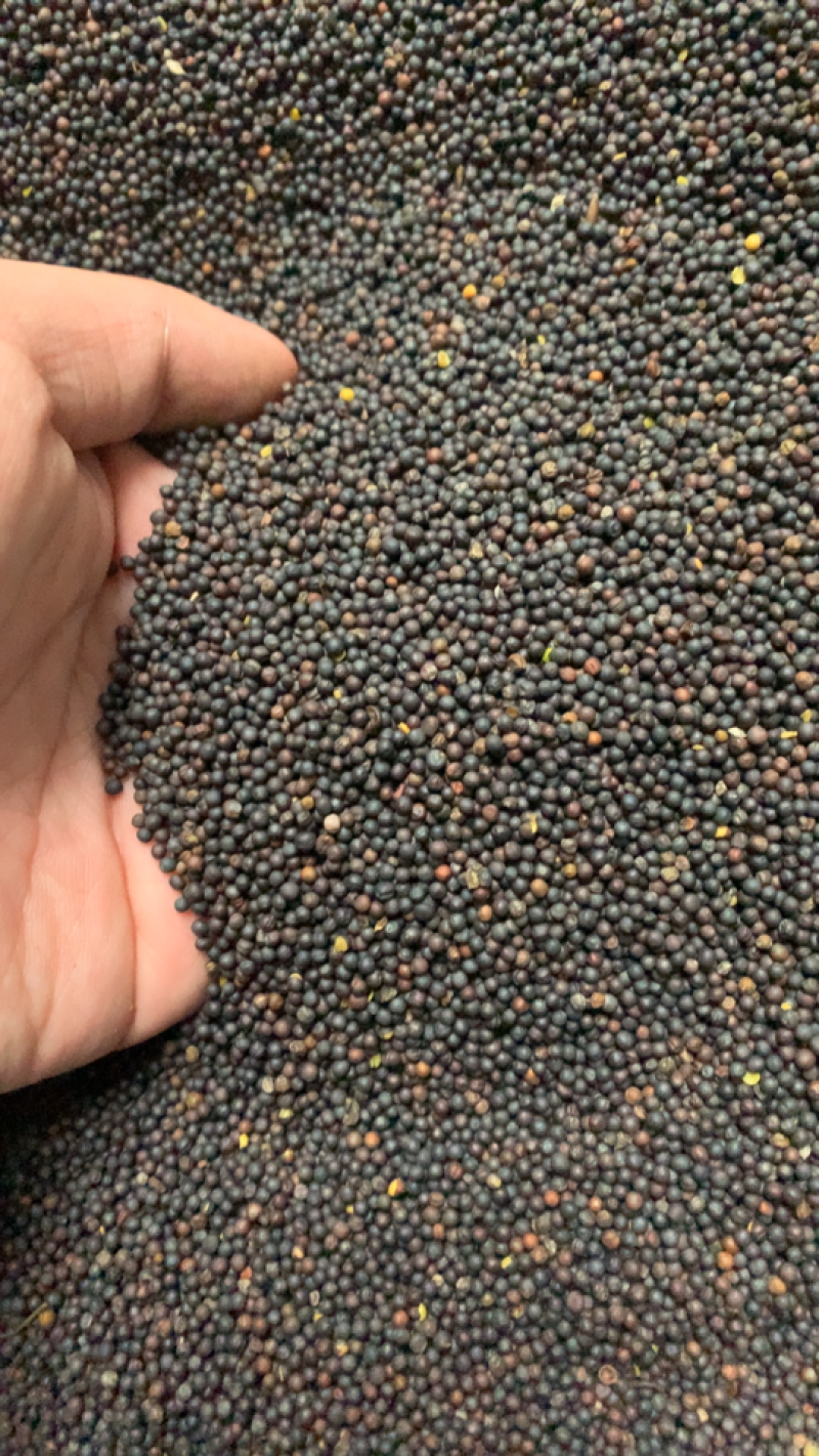 四季油菜籽景观型观赏油菜花种子高产可榨油菜种籽花海易种牧