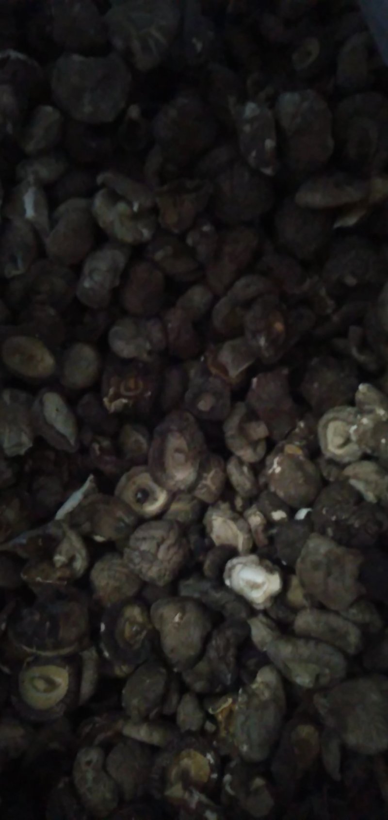 世界硒都湖北恩施富硒干香菇，常年供应！