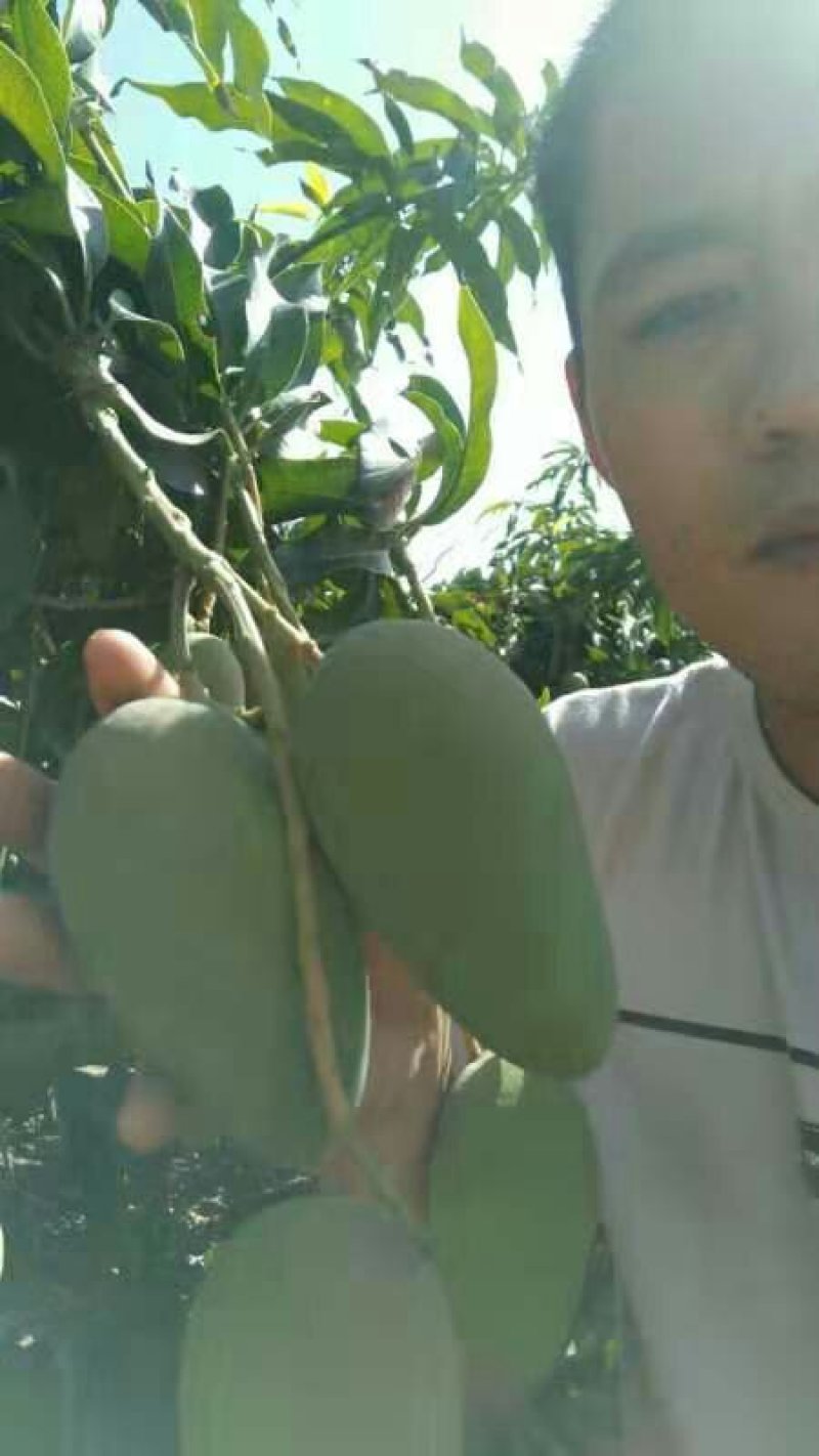 海南乐东县台农芒果北京货