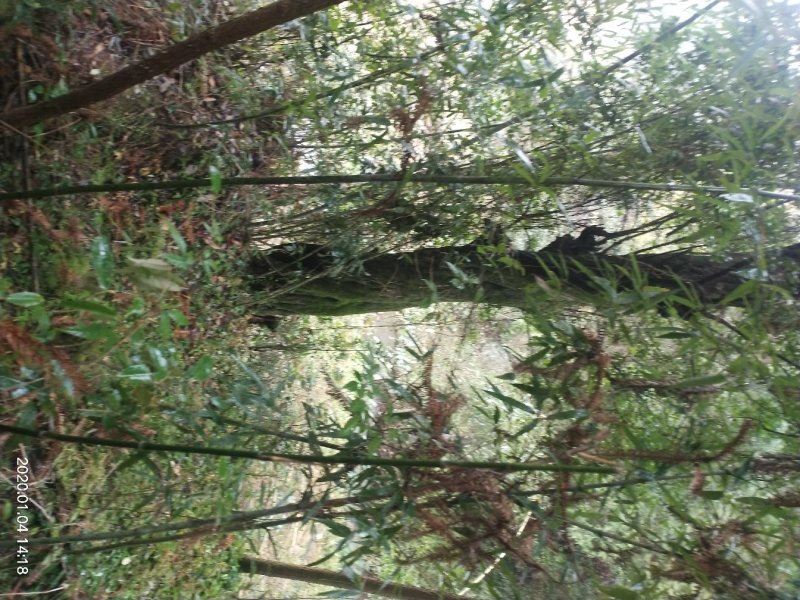 农家山里百货，金弹子树