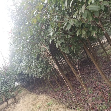 绿化苗木
