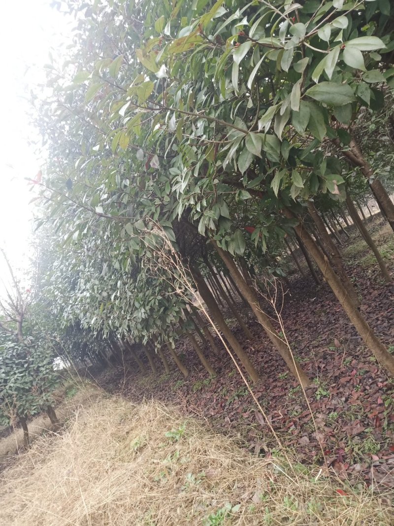 绿化苗木