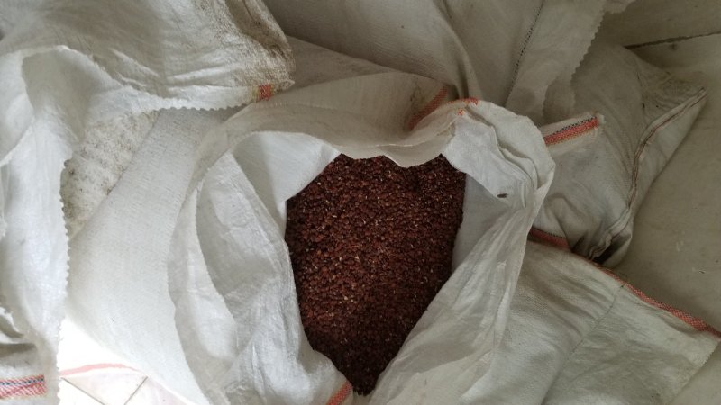 缅甸酸枣仁