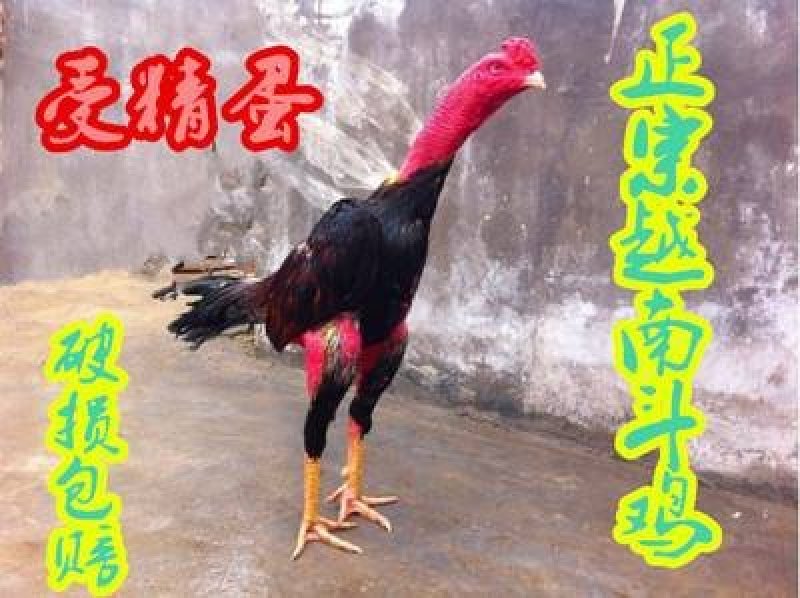 越南斗鸡蛋多少钱哪里有卖斗鸡种蛋