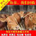 鲁西黄牛品质保证，价格实惠，专注养牛三十年