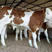 鲁西黄牛品质保证，价格实惠，专注养牛三十年