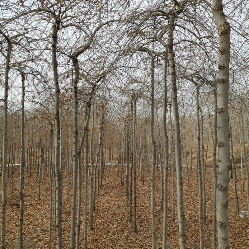 供应垂榆2.2米以上嫁接的垂榆树甘肃榆树基地