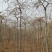 供应垂榆2.2米以上嫁接的垂榆树甘肃榆树基地