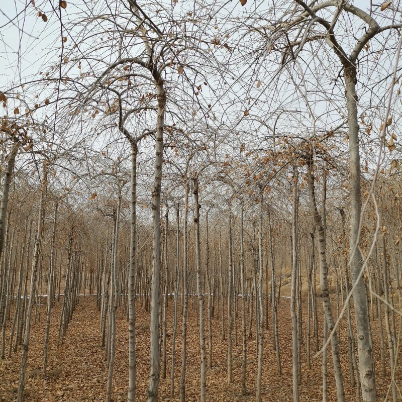 供应垂榆2.2米以上嫁接的垂榆树甘肃榆树基地