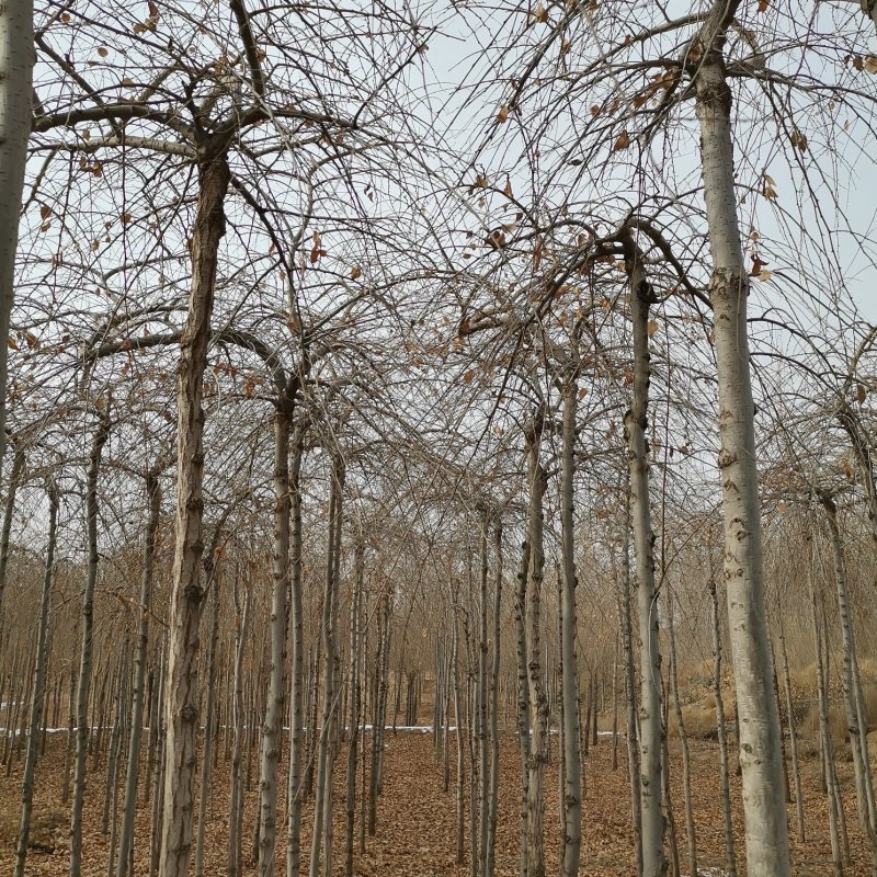 供应垂榆2.2米以上嫁接的垂榆树甘肃榆树基地