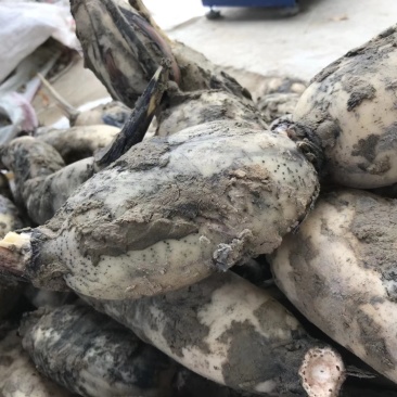 莲藕苗出莲藕藕尖藕棒范县黄河水莲藕农家自产现挖现