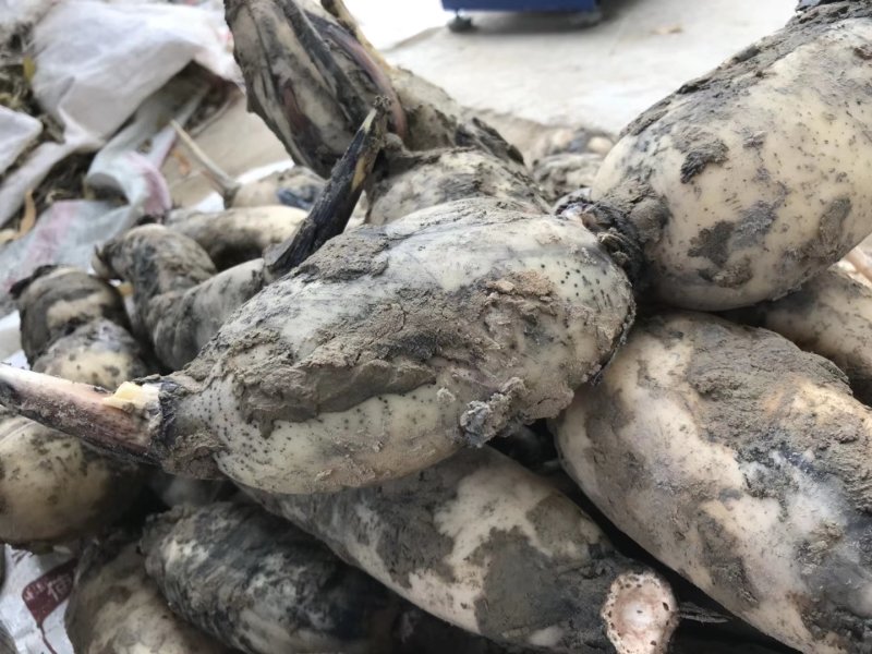 莲藕苗出莲藕藕尖藕棒范县黄河水莲藕农家自产现挖现