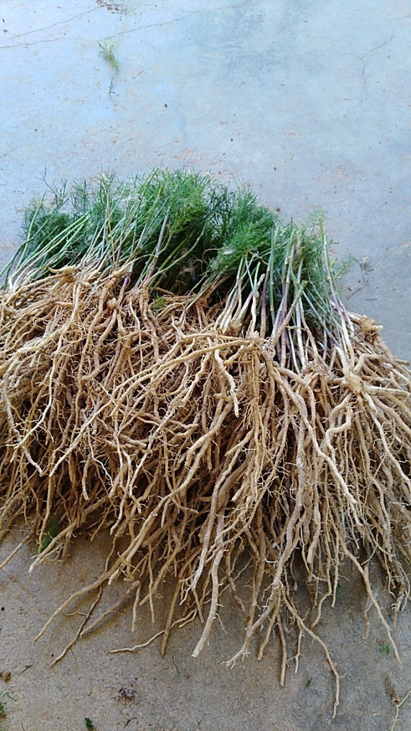 芦笋苗芦笋种苗芦笋苗基地一次种植多年收获