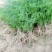 芦笋苗芦笋种苗芦笋苗基地一次种植多年收获