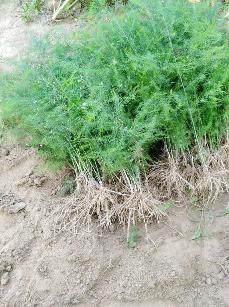 芦笋苗芦笋种苗芦笋苗基地一次种植多年收获