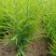 芦笋苗芦笋种苗芦笋苗基地一次种植多年收获