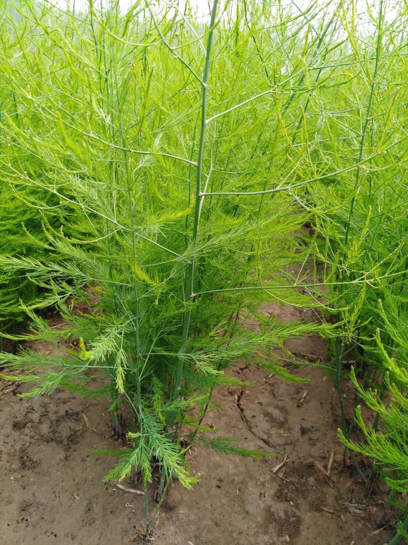 芦笋苗芦笋种苗芦笋苗基地一次种植多年收获
