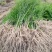 芦笋苗芦笋种苗芦笋苗基地一次种植多年收获