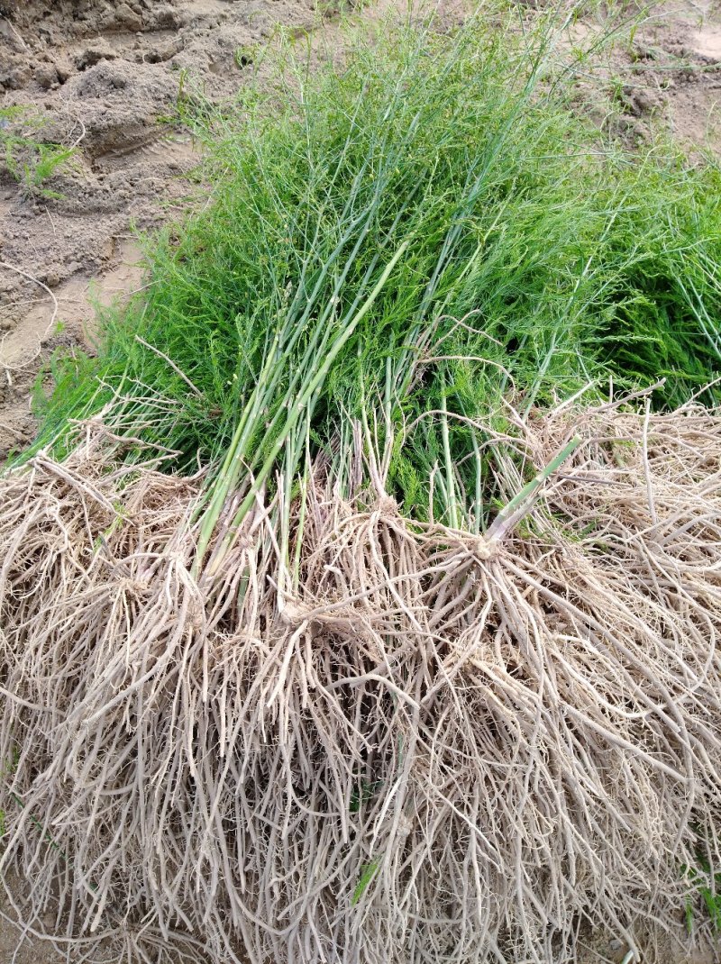 芦笋苗芦笋种苗芦笋苗基地一次种植多年收获