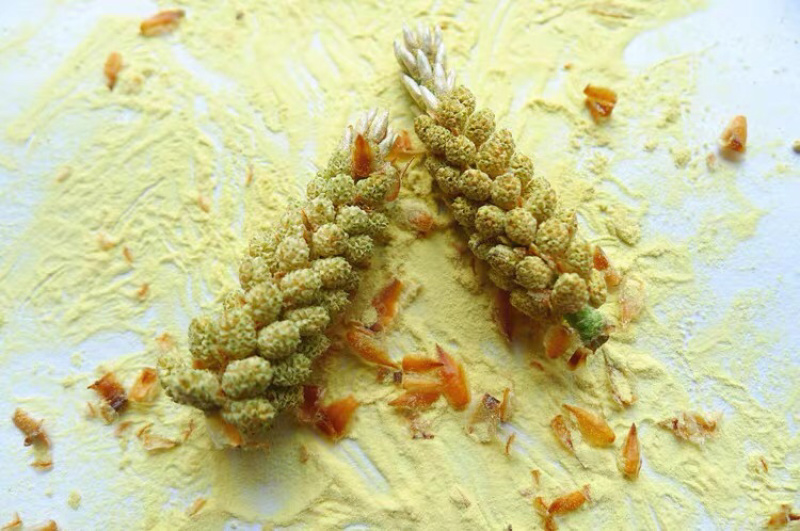 长白山野生松花粉原粉（没破壁）批发