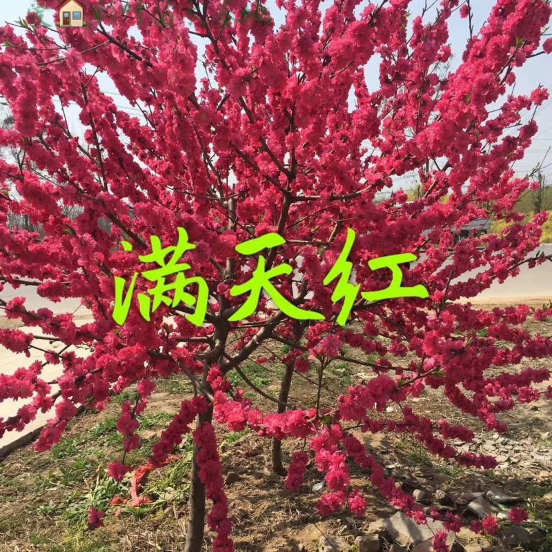 品种桃，