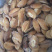 澳鲍鲜活冷冻黄金澳鲍肉，新鲜去壳，不泡药，不泡水，全国代发