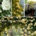 重瓣黄木香花苗甜蜜红木香苗爬藤植物庭院浓香四季七里香