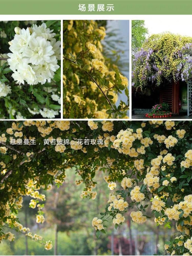 重瓣黄木香花苗甜蜜红木香苗爬藤植物庭院浓香四季七里香