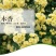 重瓣黄木香花苗甜蜜红木香苗爬藤植物庭院浓香四季七里香