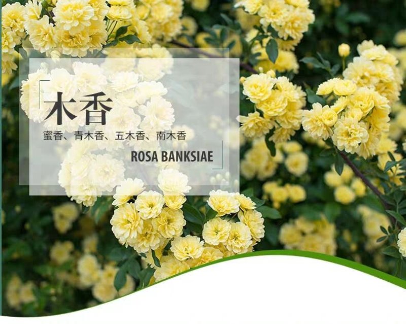 重瓣黄木香花苗甜蜜红木香苗爬藤植物庭院浓香四季七里香