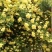 重瓣黄木香花苗甜蜜红木香苗爬藤植物庭院浓香四季七里香