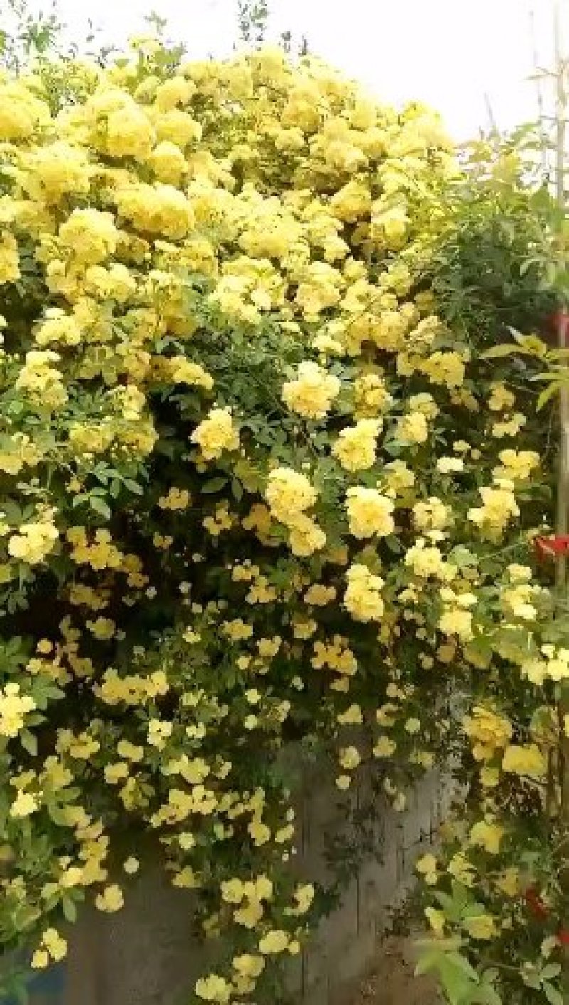 重瓣黄木香花苗甜蜜红木香苗爬藤植物庭院浓香四季七里香
