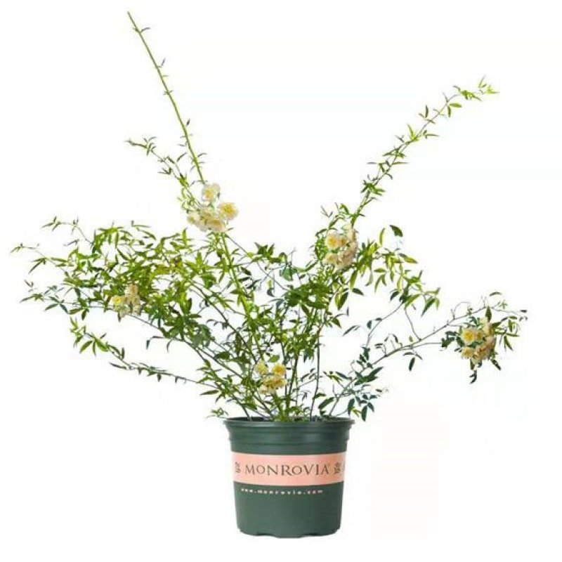 重瓣黄木香花苗甜蜜红木香苗爬藤植物庭院浓香四季七里香