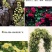 重瓣黄木香花苗甜蜜红木香苗爬藤植物庭院浓香四季七里香