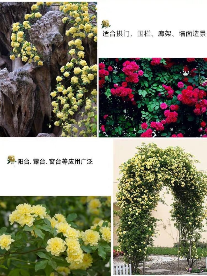 重瓣黄木香花苗甜蜜红木香苗爬藤植物庭院浓香四季七里香