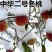 中华二号冬桃苗脆甜可口保证质量成活率