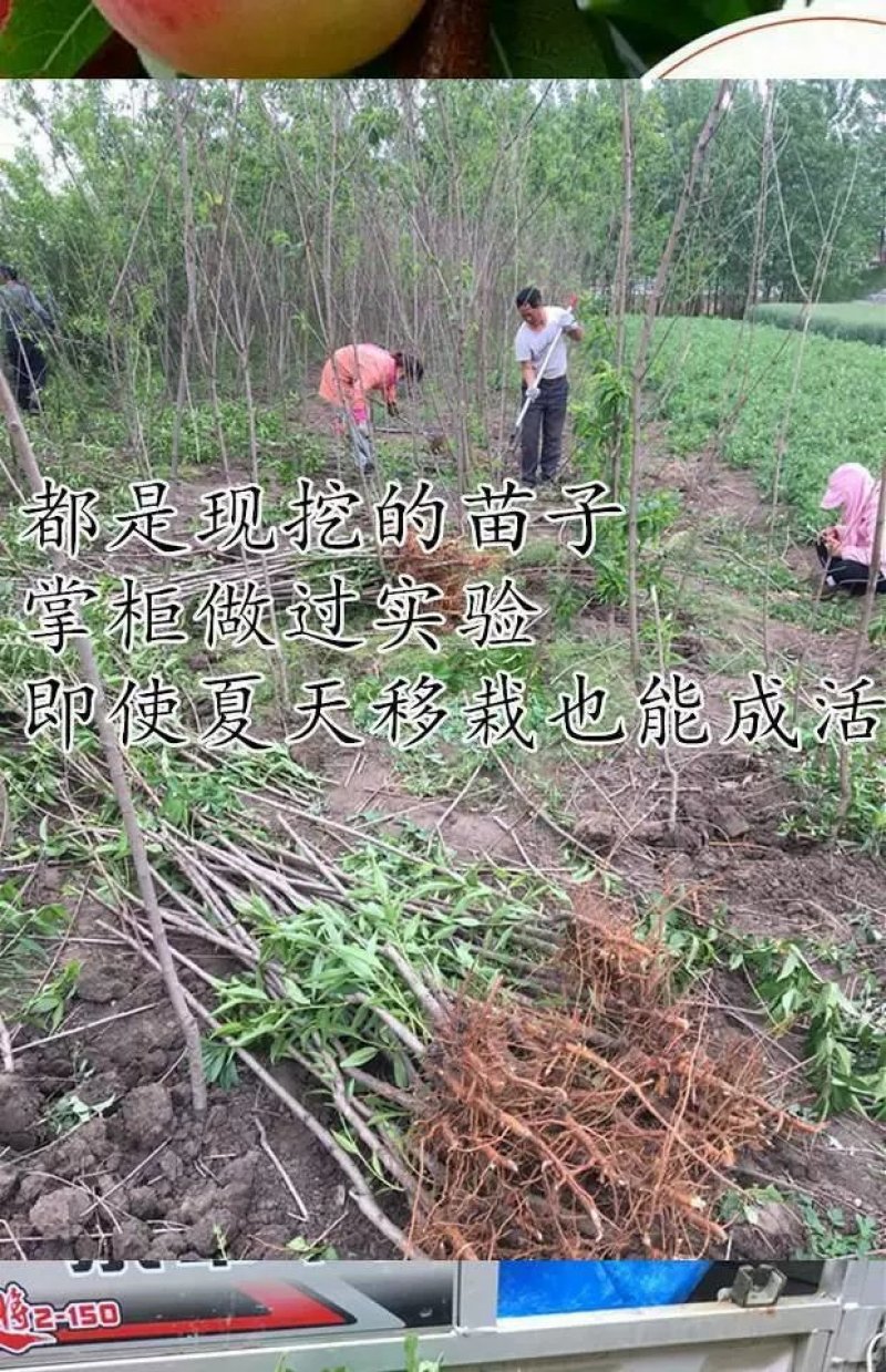 中华二号冬桃苗脆甜可口保证质量成活率