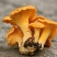 鸡油菌纯野生正品保证质量无理由退货退款丽丽药业