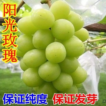 阳光玫瑰葡萄苗果大无籽基地直销高成活率