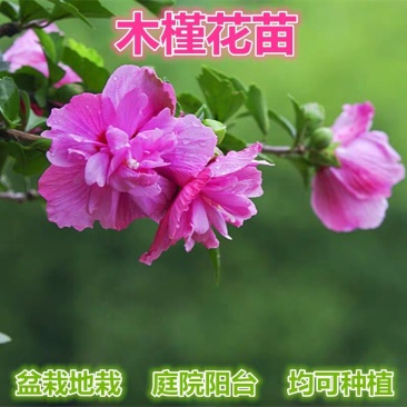 木槿花苗四季常青庭院风景