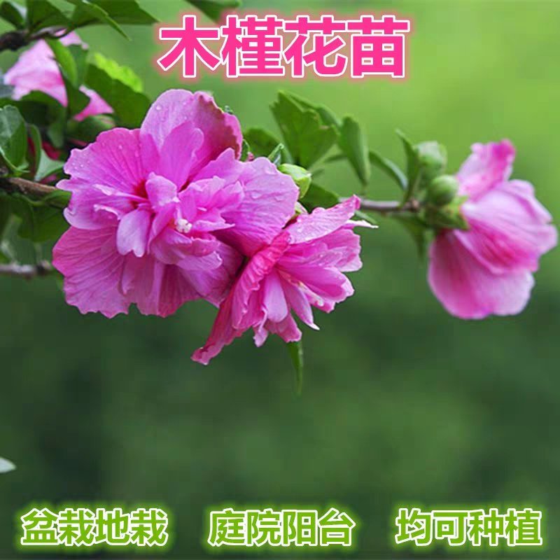 木槿花苗四季常青庭院风景