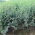 木槿花苗四季常青庭院风景