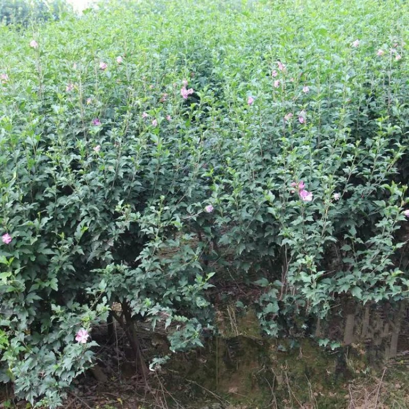 木槿花苗四季常青庭院风景