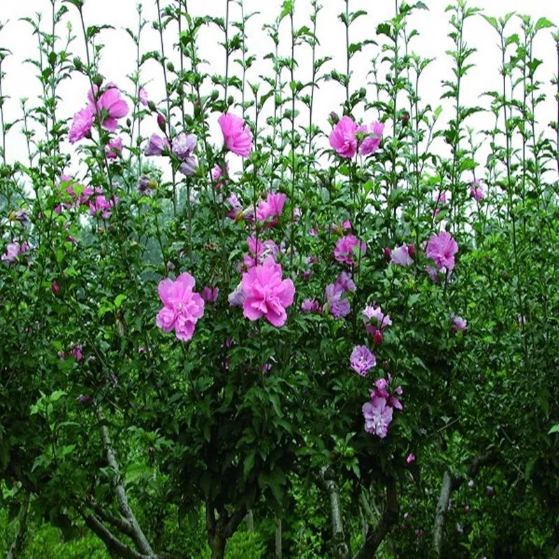 木槿花苗四季常青庭院风景